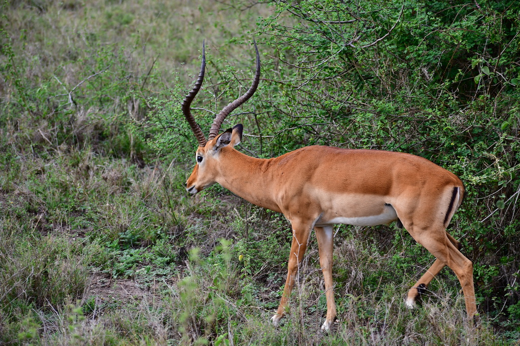 Nairobi National Park